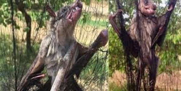 بالصور..العثور على خفاش عملاق في لبنان للمرة الأولى يثير الذعر