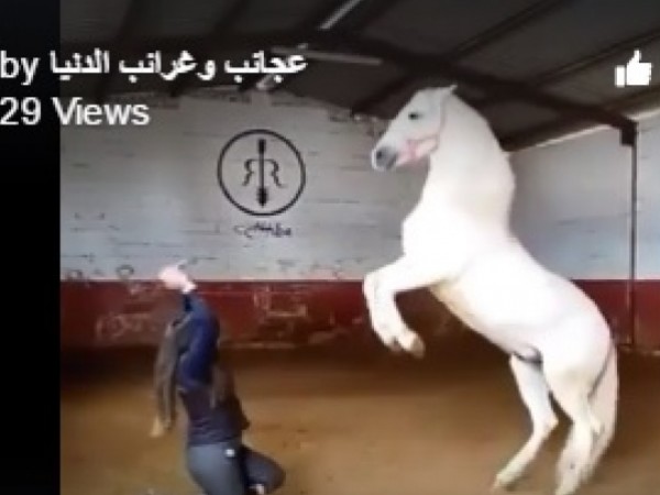 مليون مشاهدة علي الفيس بوك لإمرأة تدريب حصان