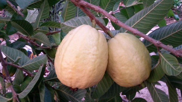 نضوج ثمار الجوافة منذ اللحظة الأولى وحتى بلوغ الثمار