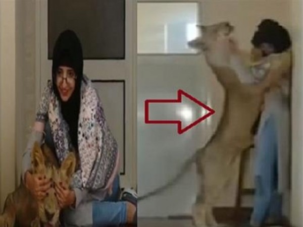 حب فتاة سعودية لأسد مفترس ورعايتها له حديث التواصل