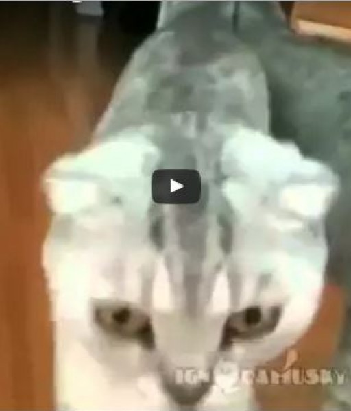 ماذا يحدث لهذه القطة عندما ترى صورتها في المرآة