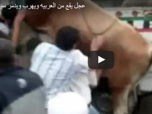 عجل يحطم زجاج سيارة بعد هروبه من الذبح