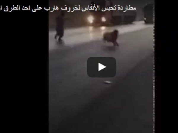 مطاردة تحبس الأنفاس لخروف هارب على طريق سريع
