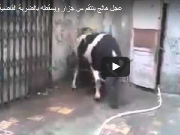 عجل هائج ينتقم من جزار ويسقطه بالضربة القاضية
