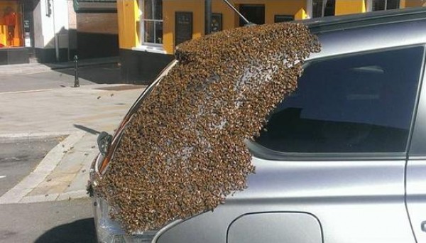 خلية نحل تطارد سيارة لمدة يومين لإنقاذ ملكة النحل العالقة بداخلها