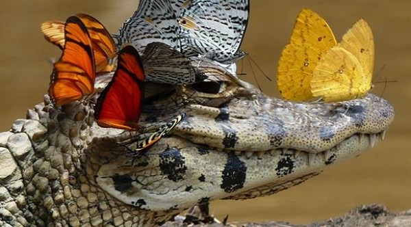 صور رائعة : تمساح يرتدي تاجاً من "الفراشات"