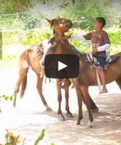 سقوط محرج لأب أثناء محاولته ركوب حصان كما فعل إبنه