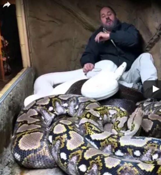أكثر من مليون مشاهدة لرجل يحتفل مع 3 ثعابين ضخمة داخل قفص مغلق