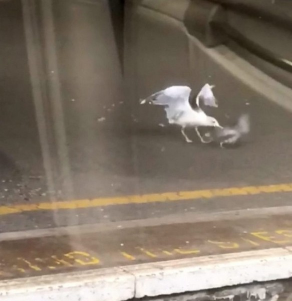 بالفيديو.. لقطات مروعة لنورس يأكل حمامة حية أمام ركاب قطار