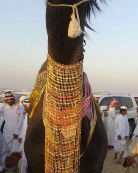 فيديو وصور: سعودي يزين ناقته بحلي من الذهب وسط الكثير من الاستنكار