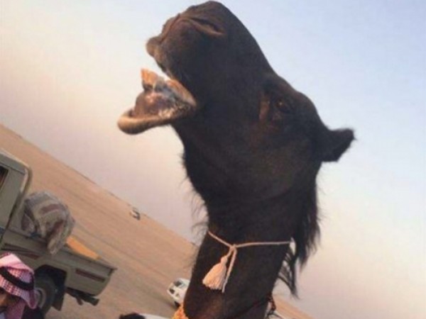 سعودي يزين ناقته بحلي من الذهب