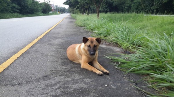 بالصور: نهاية مأساوية لكلب انتظر عودة صاحبه على الطريق لمدة عام