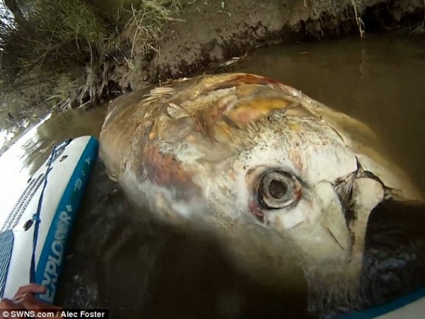 بالفيديو والصور.. العثور على أضخم سمكة تونة نافقة بمياه النهر