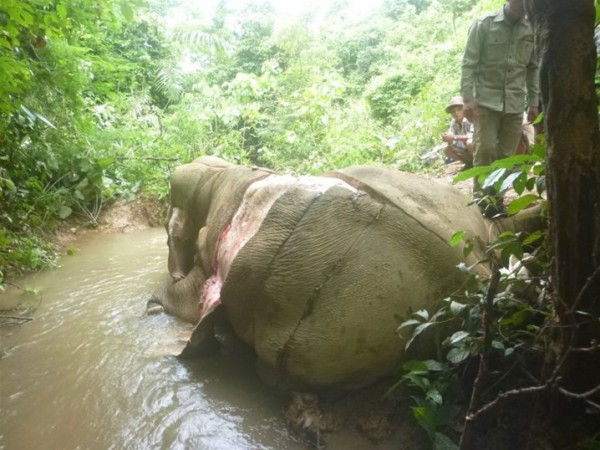 بالصور.. لقطات مروعة لذبح فيل في بورما لتصدير جلده للصين