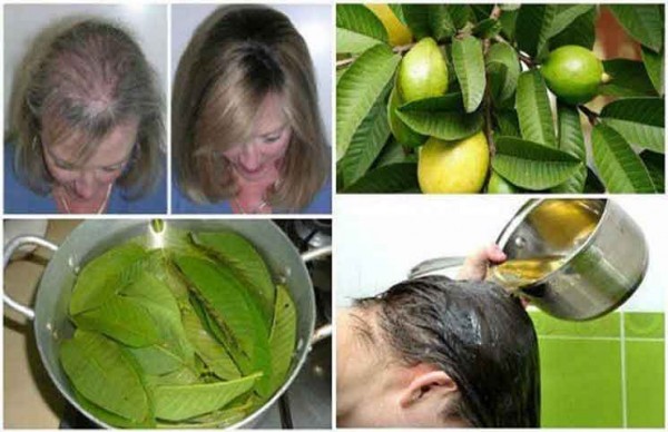 وصفة من أوراق الجوافة تُوقف تساقط الشعر 100% وتجعله ينمو
