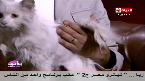 بالفيديو: عمرو الليثي يستضيف قطة بأجنحة!