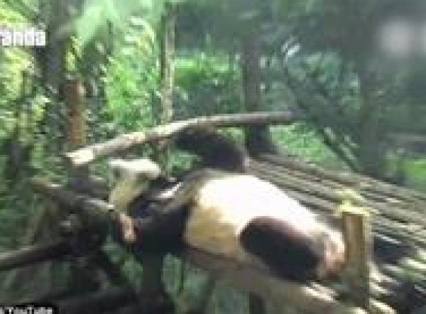 بالفيديو: شاهد كيف يحافظ دب الباندا هذا على لياقته