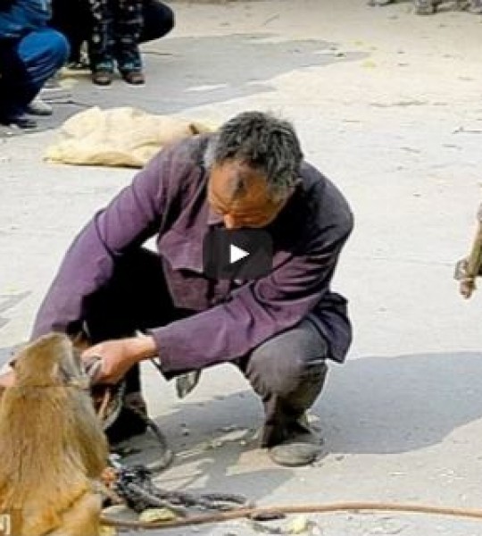 قردان يصارعان رجلا فى بركة مياه