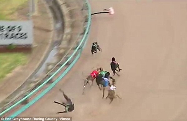 بالفيديو والصور.. مشاهد مروعة لموت الكلاب في سباقات أستراليا