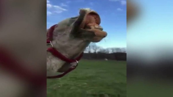 بالفيديو: هذا ما يحدث حين يتذوق الحصان "أيسكريم" لأول مرة