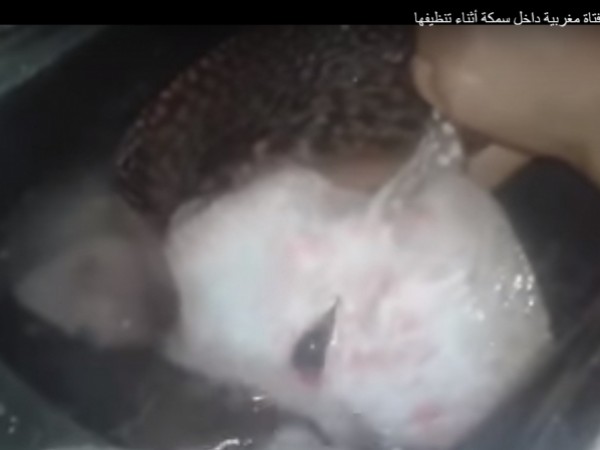 شاهد ماذا وجدت فتاة مغربية أثناء تنظيفها لسمكة قبل إعدادها للطهو
