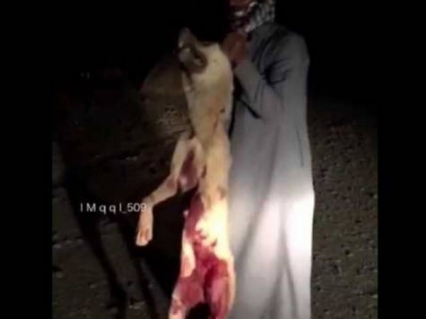 سعودي يوثق لحظة اصطياده لذئب وقتله