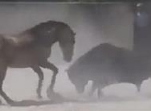 بالفيديو: مواجهة شرسة بين حصان وثور هائج.. من ينتصر؟