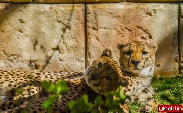 حديقة الإمارات للحيوانات تنقذ فهوداً برية نادرة