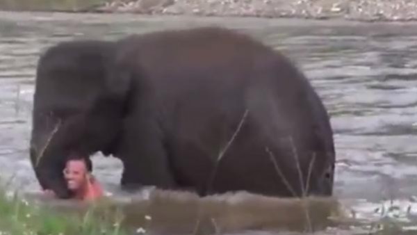 فيديو مدهش:  فيل يهرع لإنقاذ مدربه من الغرق