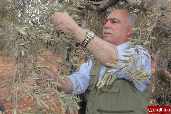 المحافظ الخندقجي يشارك بيوم تطوعي لقطف الزيتون في بلدة عقابا