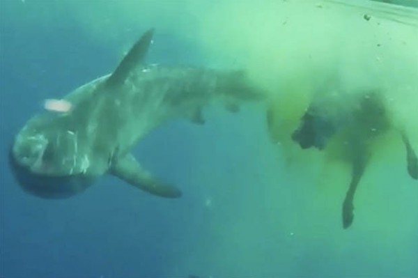 بالفيديو: سمكة قرش تلتهم بقرة في أعماق المحيط!