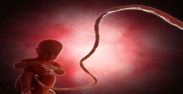 ما الطول الطبيعي للحبل السري حول الجنين؟