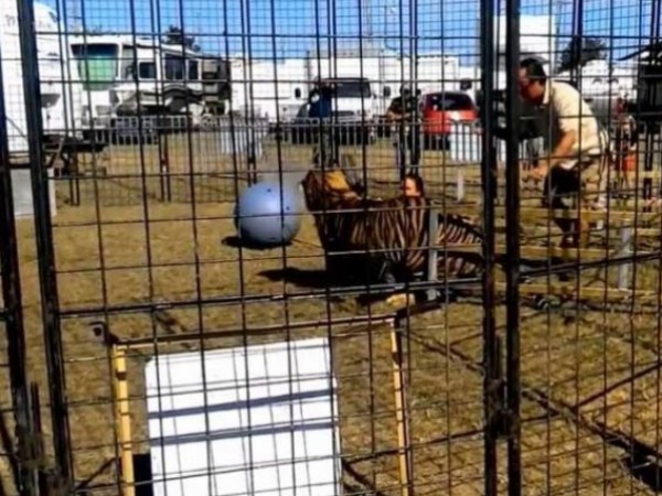نمر يهاجم مدربته وينشر الرعب وسط الحضور