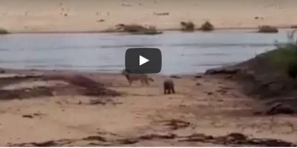 صغير فرس النهر يدافع عن والدته المريضة من هجوم أسد