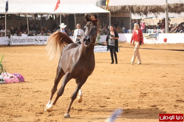 صور..نادي الأراضي المقدسة للفروسية ينظم بطولة جمال الخيول العربية الأصيلة بمدينة أريحا