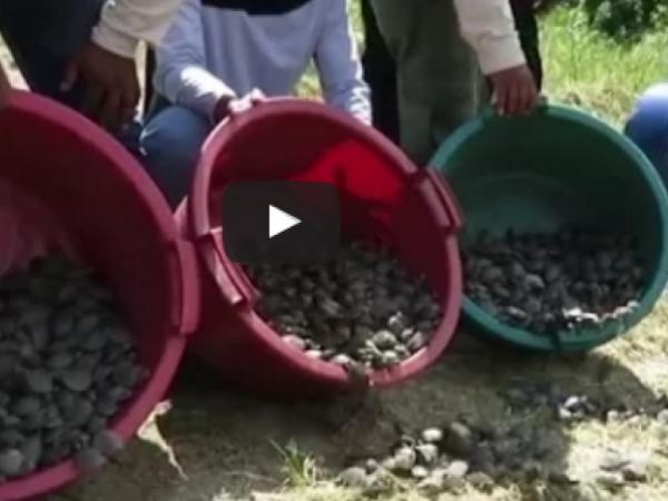 لحظة إطلاق 500 ألف سلحفاة فى نهر الأمازون