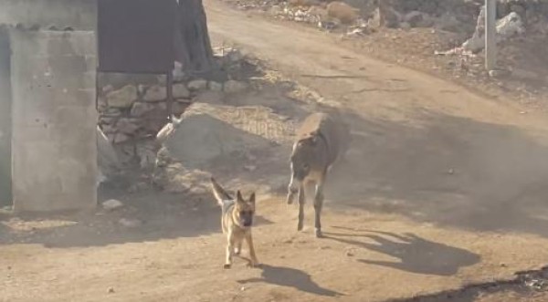 حمار يهاجم مجموعة من الكلاب