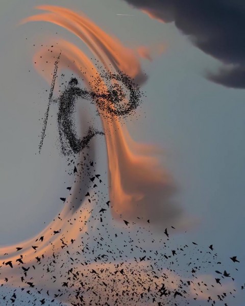 اللعب مع الطيور