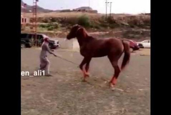 شاهد كيف انتقم حصان من رجل سعودي حاول ترويضه بالقوة