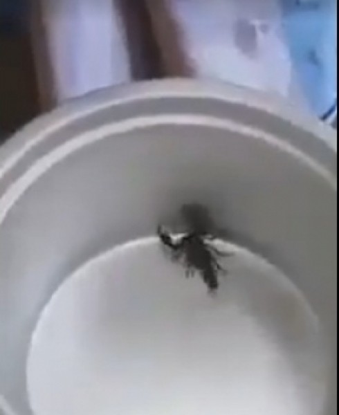 جدل حول قتل عقرب بالكولا