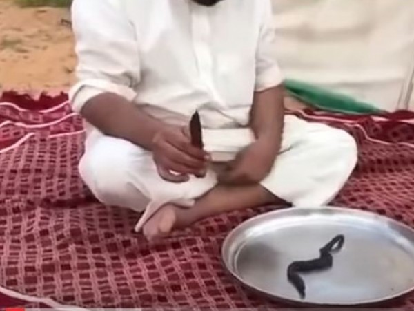 سعودي يشوي ثعبان ثم يأكلها بتلذذ مع أصدقائه