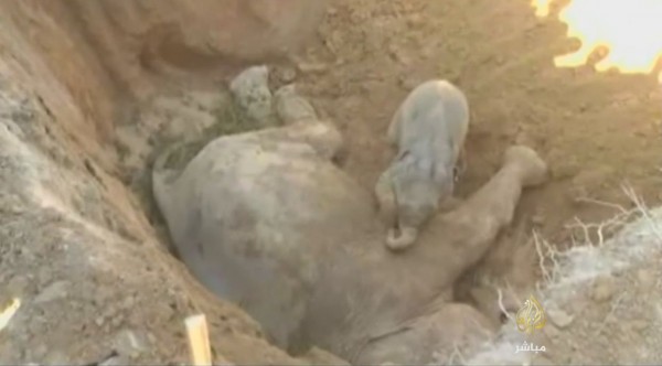 أريد أمي.. فيل صغير يرفض ترك أمه بعد أن سقطت في حفرة وماتت