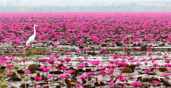 بحيرة اللوتس الأحمر "Red lotus" شمال شرق تايلاند 9998788543