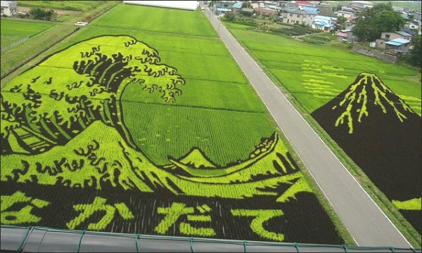 الرسم على الحقول الخضراء في اليابان 9998788952