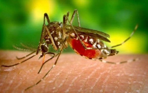 بعوض معدل وراثيا للقضاء على الملاريا رغم قرار حظر التعديل الوراثي