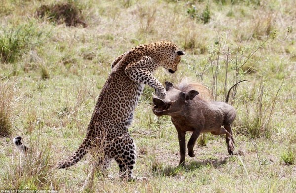 بالصور.. لحظة هجوم أنثى نمر على خنزير بري