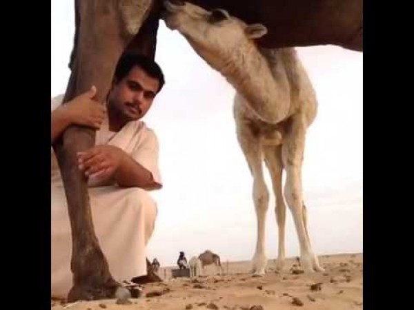 جمل يقضم رأس راعيه ويتركه في الكويت