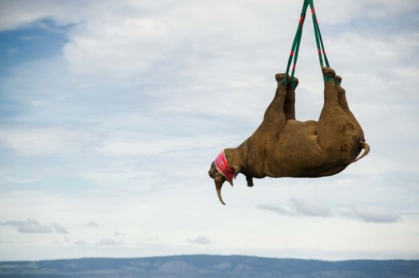 لقطات مذهلة لنقل وحيد القرن جوا لحمايته من الصيادين