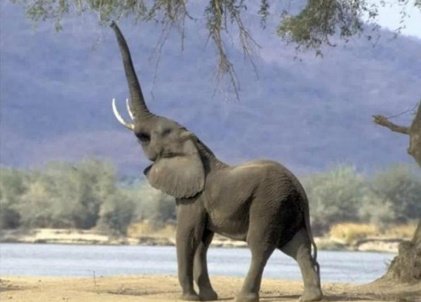 لقطات مذهلة لفيل يهرب بطريقة جريئة