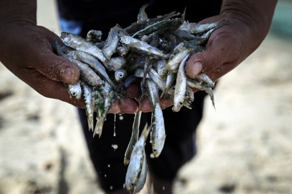 صيد السمك في غزة